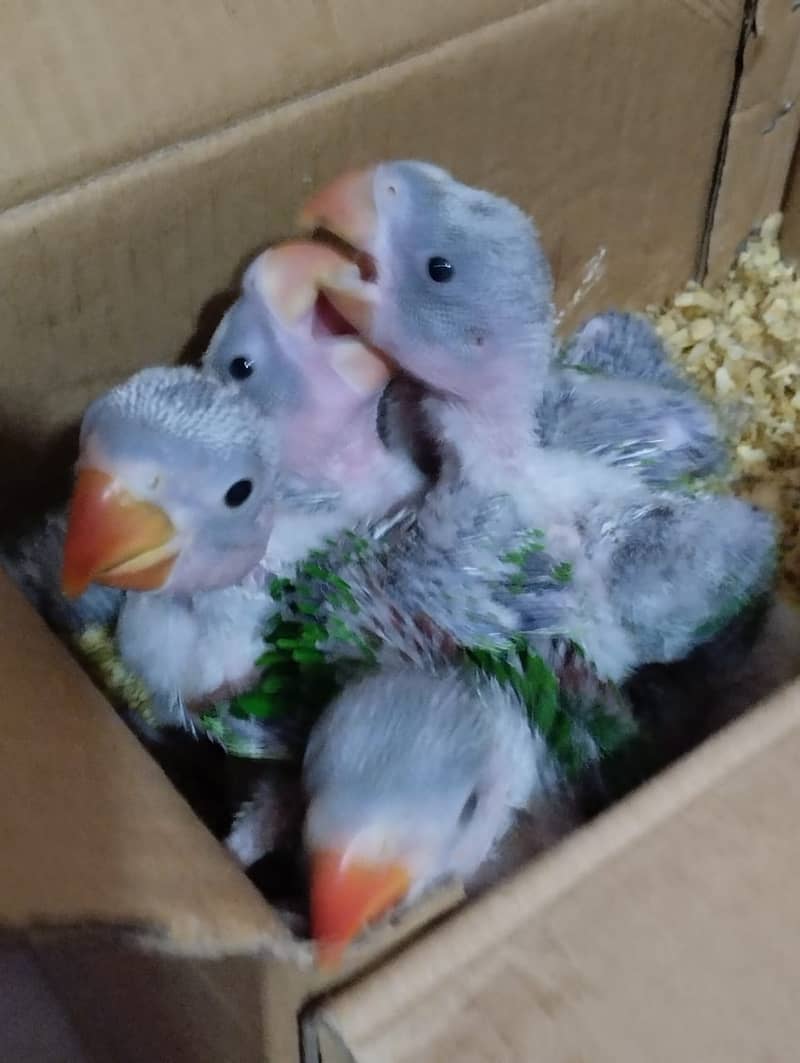 Raw Parrot Chicks Available 4