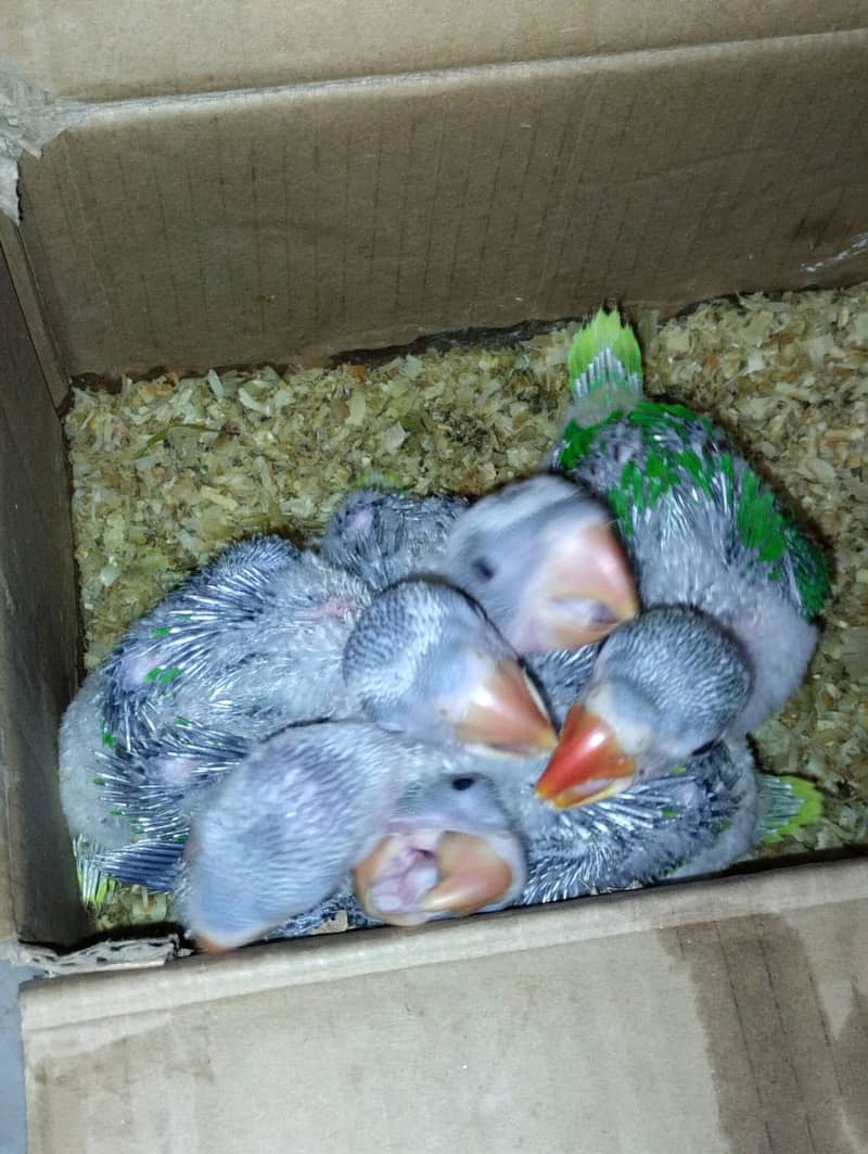 Raw Parrot Chicks Available 5