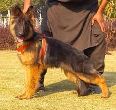 long coat  black mask German Shepherd male/  03415771355