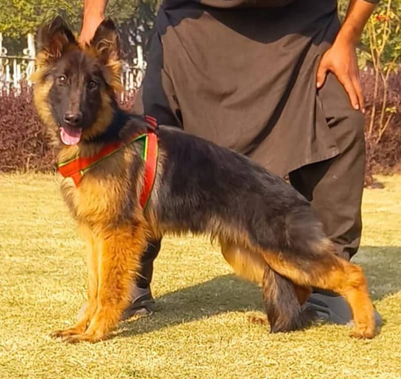 long coat  black mask German Shepherd male/  03415771355 0