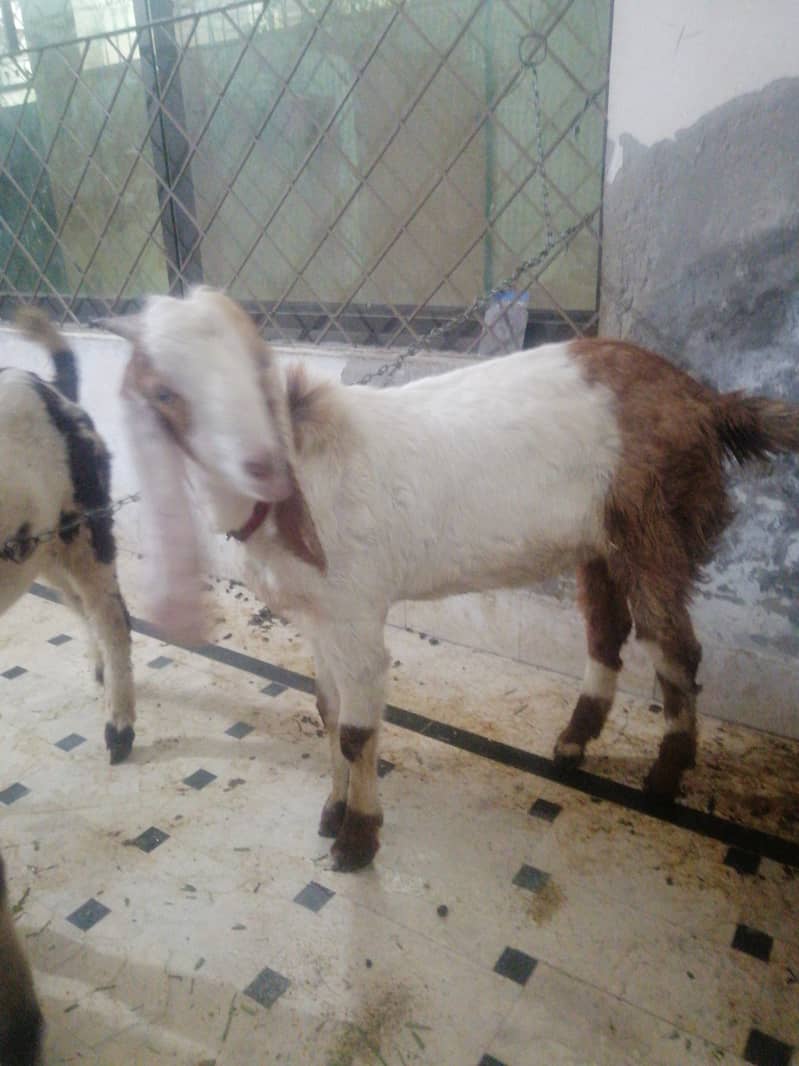 male goats 1