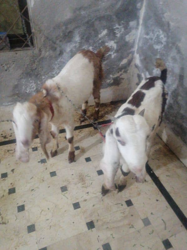 male goats 5