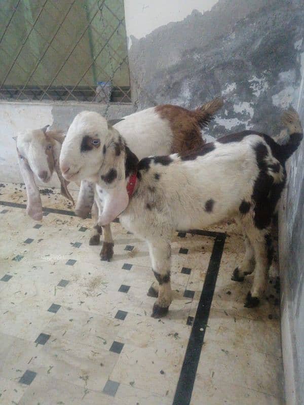 male goats 6