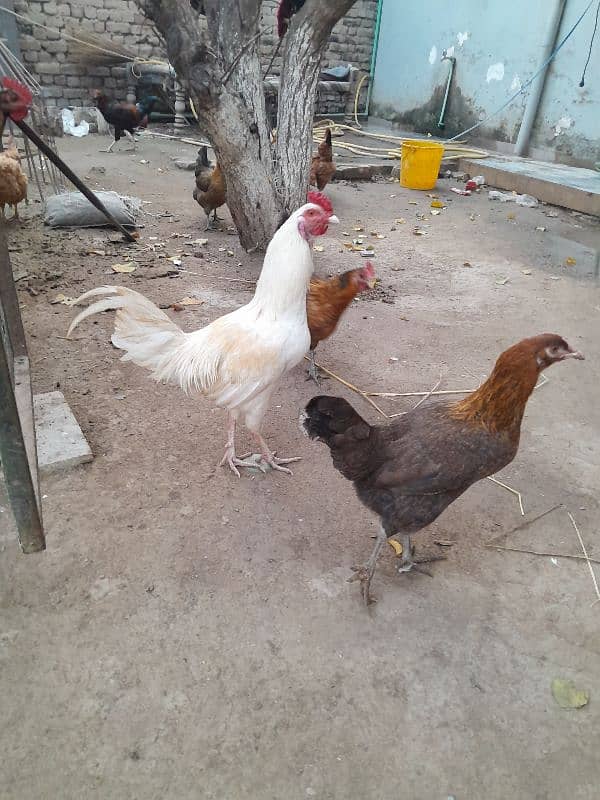 5 ghar ke pale howe murghe for sale 0