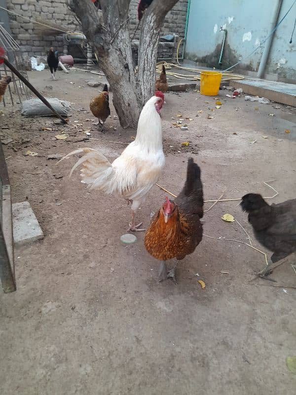 5 ghar ke pale howe murghe for sale 1