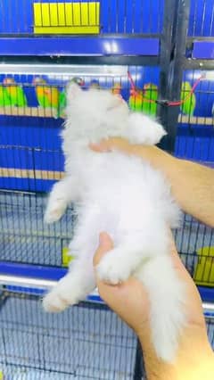 persian little cat good health