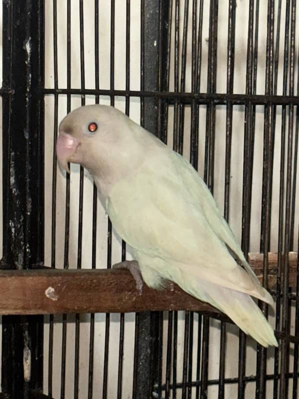 Albino Red Eyes,Creamino,Decino 2