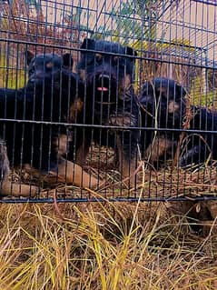 German shepherd puppies for sale