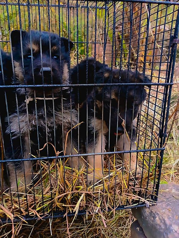 German shepherd puppies for sale 2