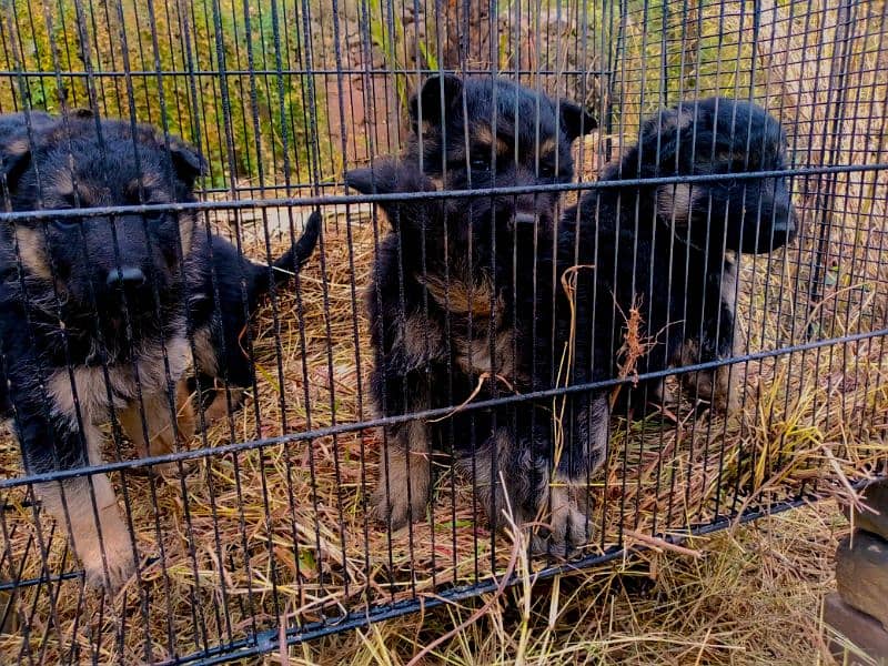 German shepherd puppies for sale 3