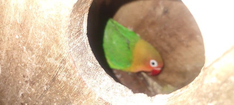 love bird with cage 0