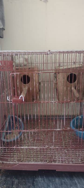 love bird with cage 2