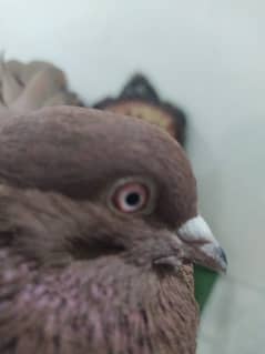 indian brown fantail