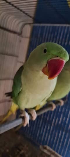 Raw parrot for sale active and healthy handmade talking