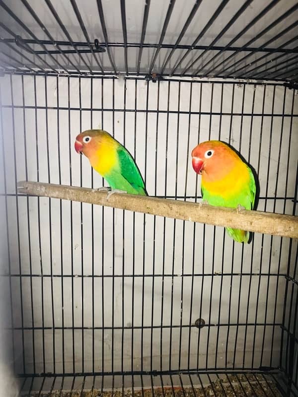 Love Bird > Read add 0