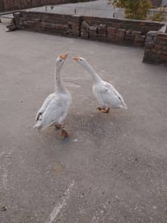 URGENT :: FULLY GROWN DUCK PAIR