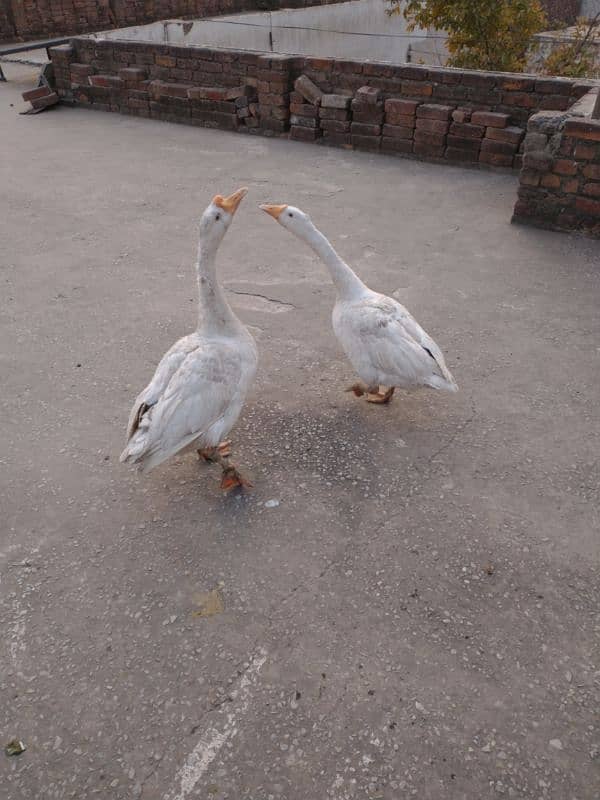 URGENT :: FULLY GROWN DUCK PAIR 0