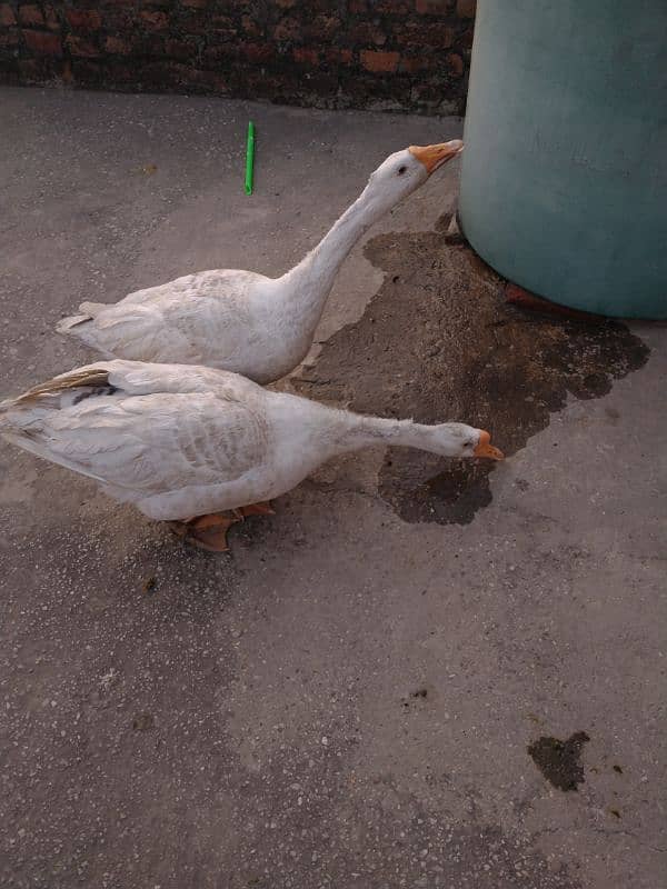 URGENT :: FULLY GROWN DUCK PAIR 1