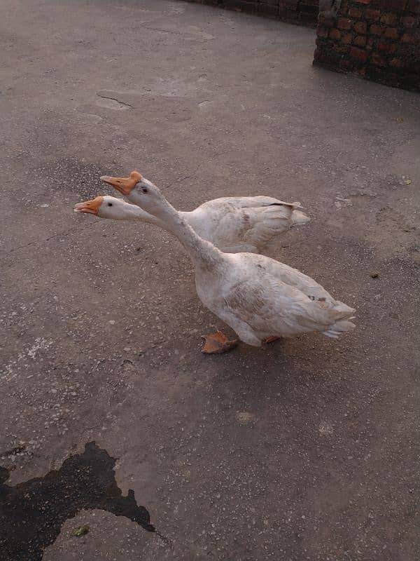 URGENT :: FULLY GROWN DUCK PAIR 2