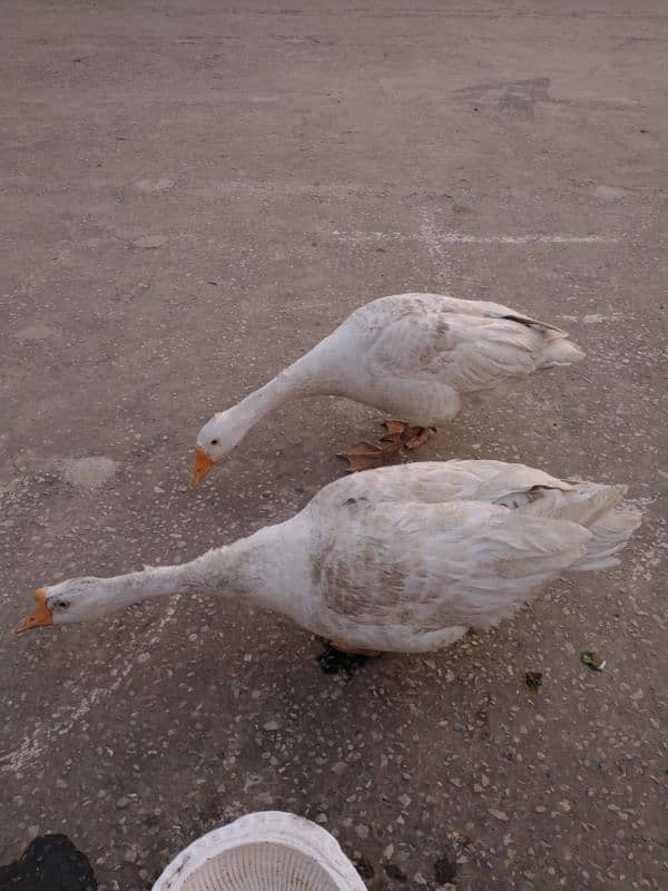 URGENT :: FULLY GROWN DUCK PAIR 3