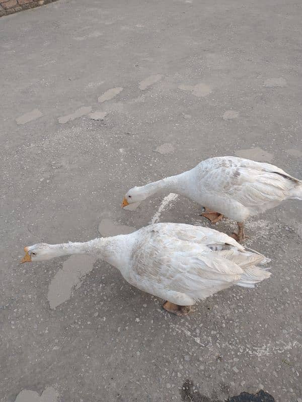 URGENT :: FULLY GROWN DUCK PAIR 4