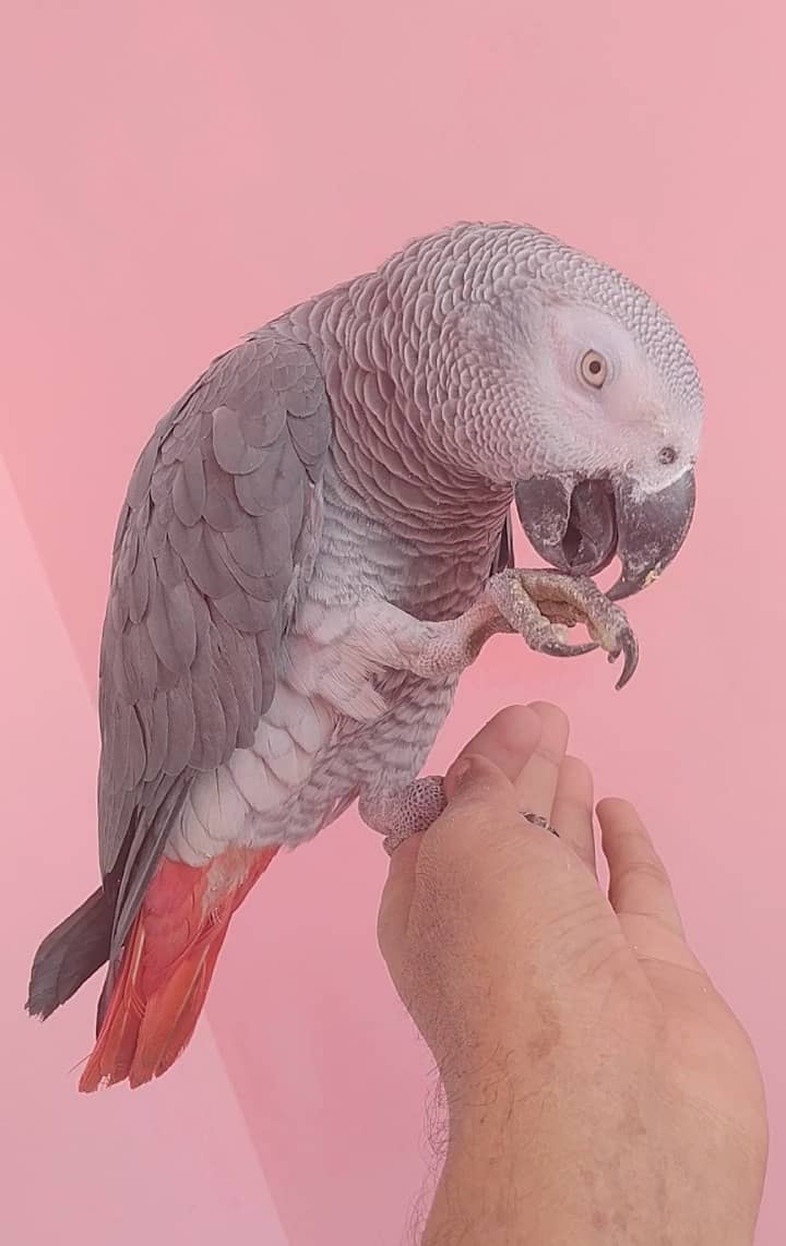 Gray Parrot tamed 0315/6376/925 0