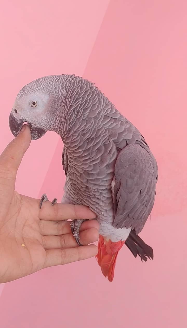 Gray Parrot tamed 0315/6376/925 1