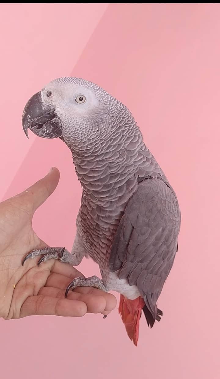 Gray Parrot tamed 0315/6376/925 2