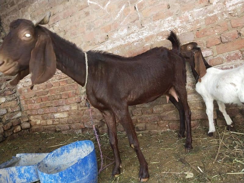 1 bakri hai 2 uske bachy h bakery 1