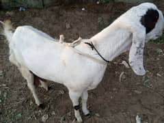 Sale for gulabi (Rajanpuri ) goat in Malir Cantonment