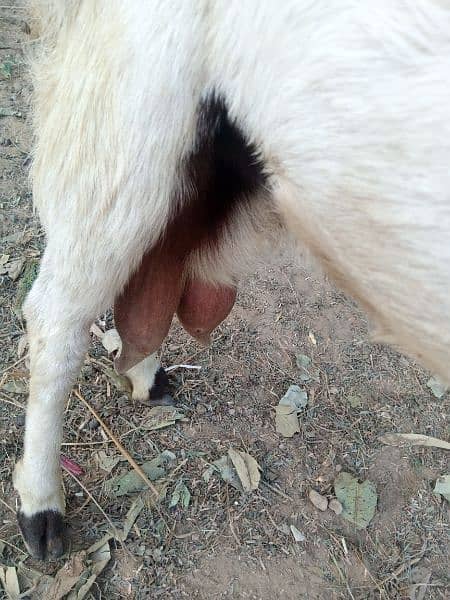 Sale for gulabi (Rajanpuri ) goat in Malir Cantonment 1