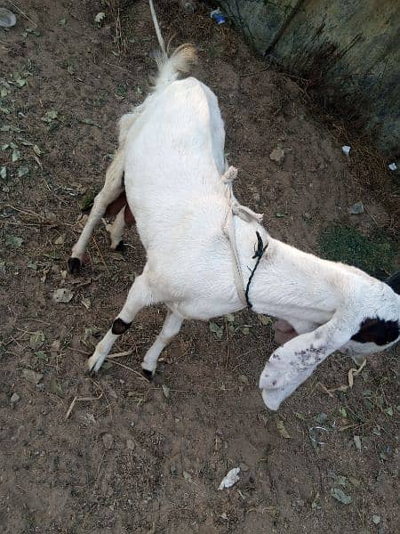 Sale for gulabi (Rajanpuri ) goat in Malir Cantonment 2