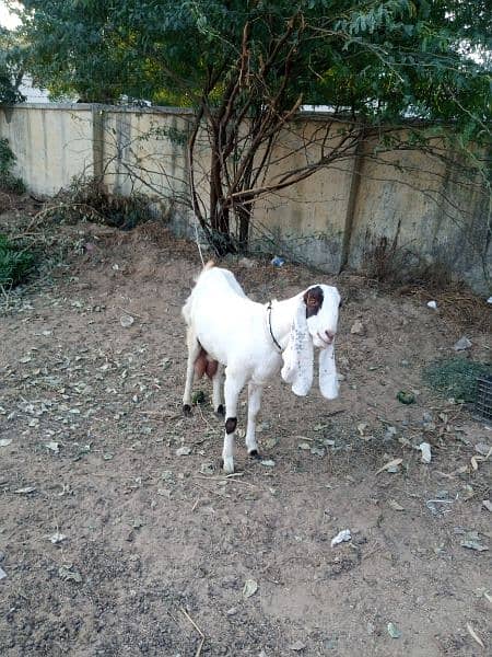 Sale for gulabi (Rajanpuri ) goat in Malir Cantonment 3