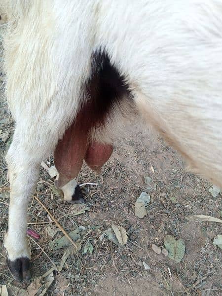 Sale for gulabi (Rajanpuri ) goat in Malir Cantonment 4