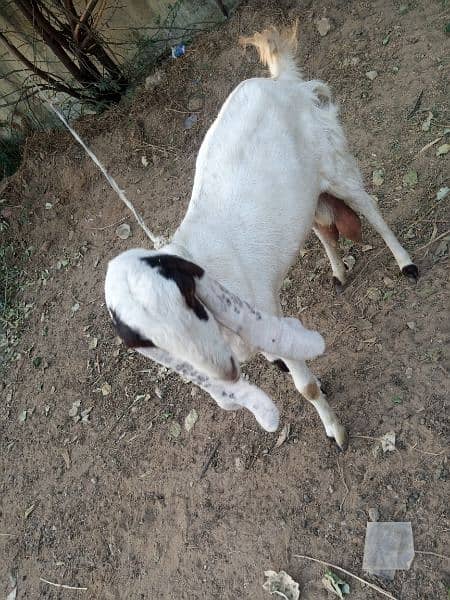 Sale for gulabi (Rajanpuri ) goat in Malir Cantonment 5