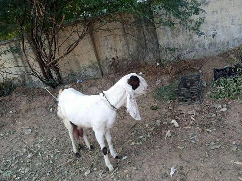 Sale for gulabi (Rajanpuri ) goat in Malir Cantonment 6