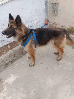 German Shepherd dog |1 year Age |Urgent Sale