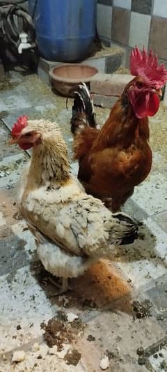 Murgha Murghi Hens