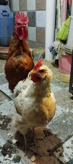 Murgha Murghi Hens