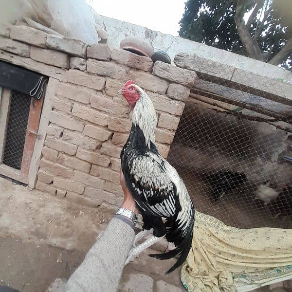 pure aseel breader for sale 4