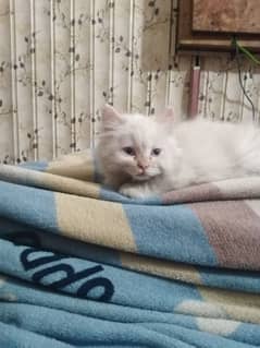 Persian kitten for urgent sale