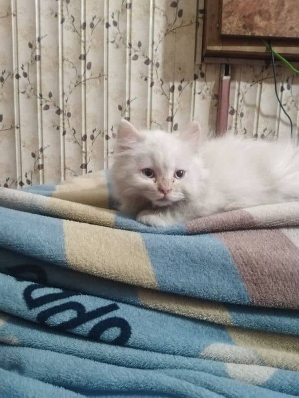 Persian kitten for urgent sale 0