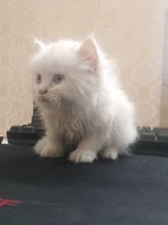 Persian kitten for urgent sale