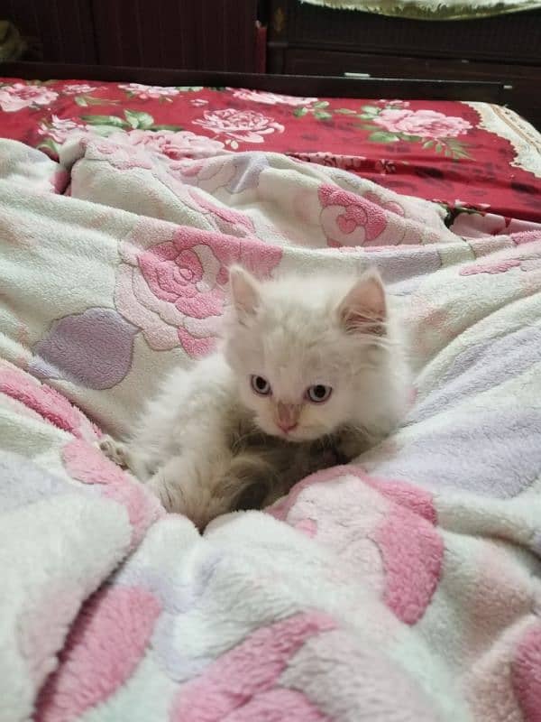 Persian kitten for urgent sale 2