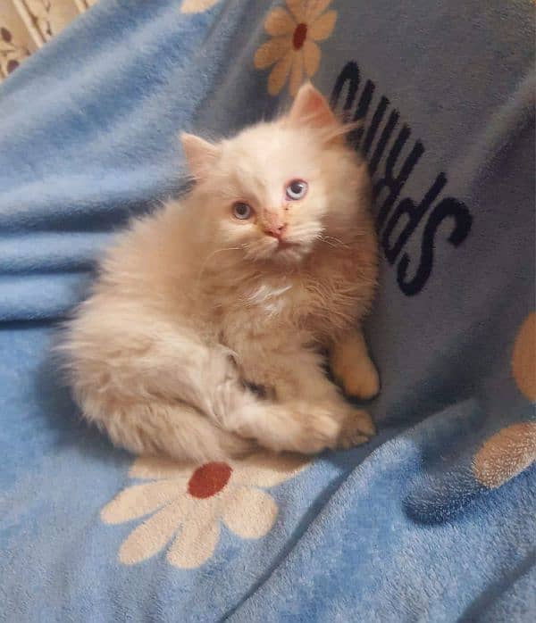 Persian kitten for urgent sale 3