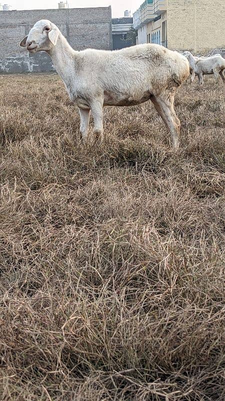 balkhi domba female white 5 for sale 1