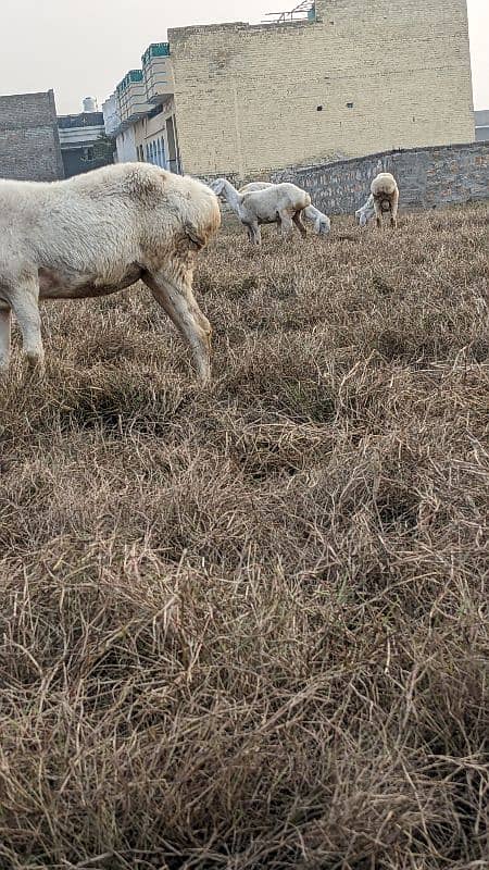 balkhi domba female white 5 for sale 3