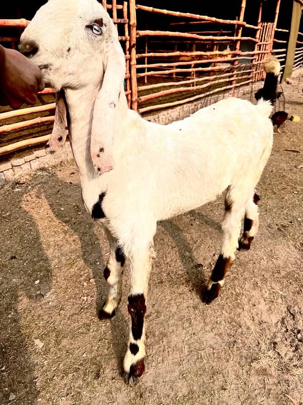 Bakra for sale 0