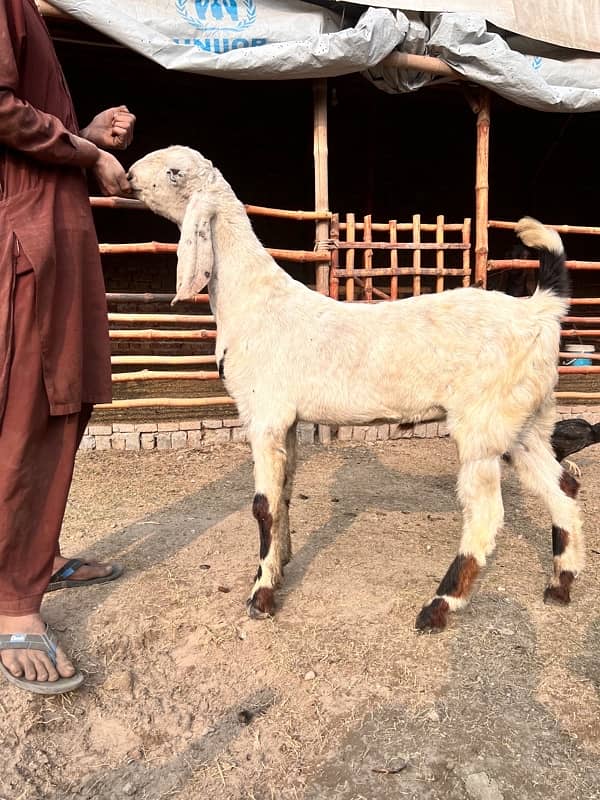 Bakra for sale 1