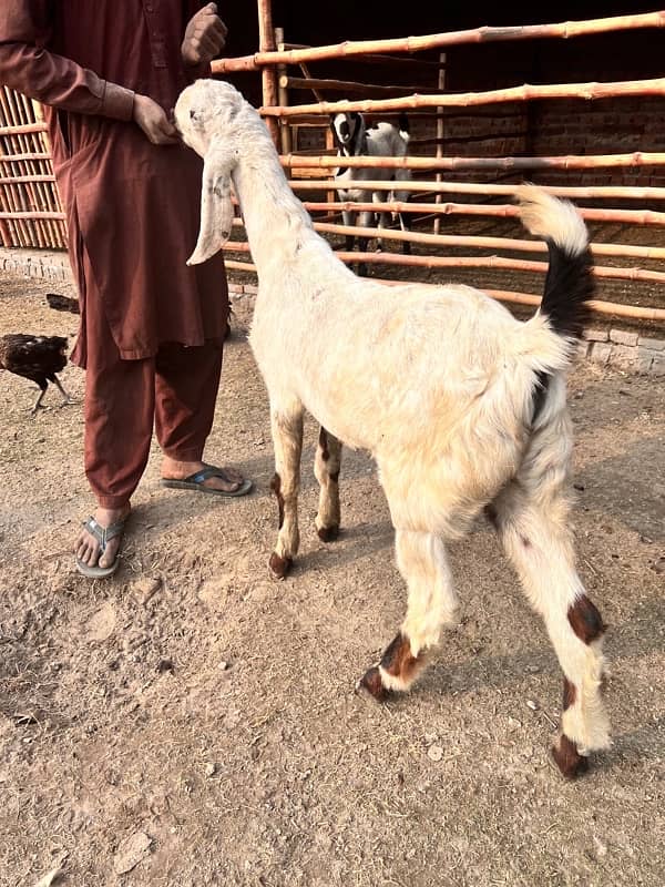 Bakra for sale 2